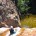 BaracciNatura Canyoning en Corse du Sud